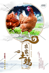 土鸡