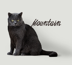 猫