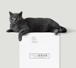 猫
