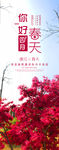 春天背景展架