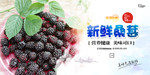 桑葚