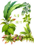 绿叶葱葱背景图片