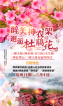 最美神农架  邂逅杜鹃花