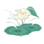 手绘清新水墨插画荷花荷叶中国风