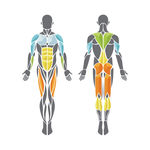 人体肌肉医学用途矢量图