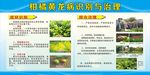 柑橘黄龙病识别与治理