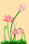 荷花