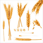 矢量麦穗稻谷田野大米麦田设计元
