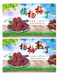杨梅