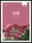 莲雾