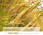 芒种地产海报