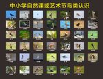中小学自然课或艺术节鸟类认识