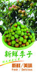 新鲜李子