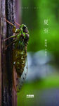 二十四节气夏至微信朋友圈刷屏图