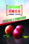 油桃