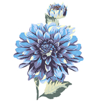 花卉花朵图案