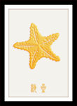 海星