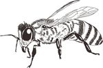 蜜蜂
