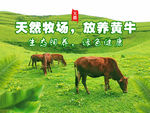 黑巴草场黄牛海报