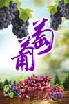 葡萄 海报 葡萄上市 提子he