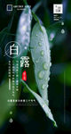 二十四节气白鹭