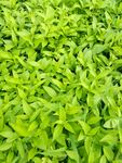 野草野菜绿色草地 绿草如茵
