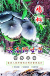鸡枞 野生菌