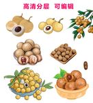手绘实物桂圆龙眼
