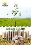 山珍菌类海报设计