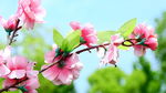 桃花实拍视频