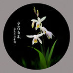 白芨