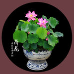 荷花