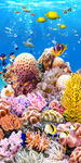 海底世界鱼类海藻大海海洋玄关