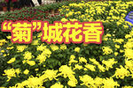 菊花城市