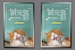 宠物