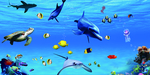 海洋生物
