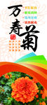 万寿菊海报