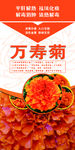 万寿菊