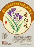 番红花 藏红花 手绘中药