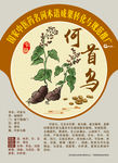 何首乌 多花蓼 手绘中药