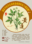 黄连 味连 川连 手绘中药