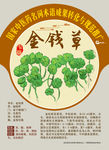 金钱草 连钱草 手绘中药