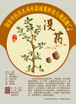 没药 手绘中药 国家中医药