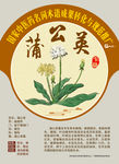 蒲公英 婆婆丁 手绘中药
