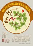 蛇莓 中医药名词术语推广
