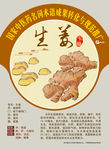 生姜 姜茶 手绘中药