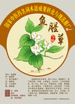 鱼腥草 手绘中药材 中医药名词