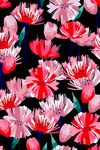 杜鹃花