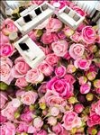 粉红玫瑰花