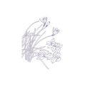 白描花卉 白玉兰 线条图 中国